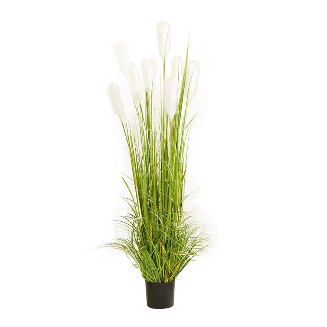 Reed Grass Potted