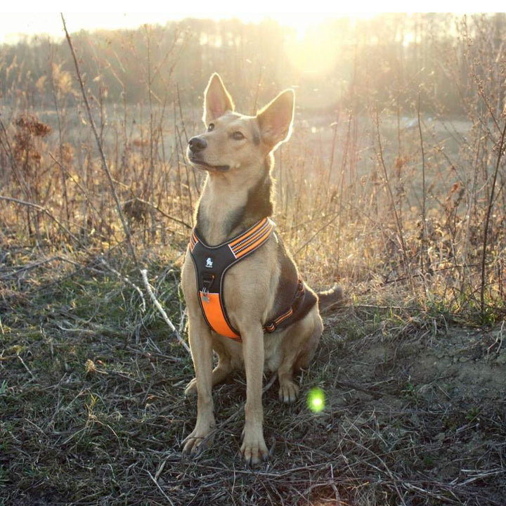 Reflective Heavy-Duty Dog Harness Orange Small - Image 3
