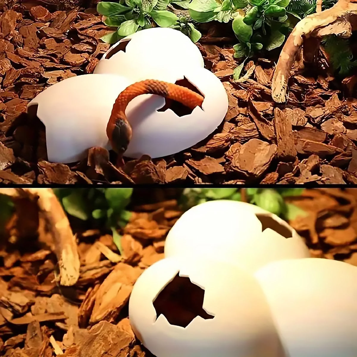 Reptile Hideout Tree Pattern Set of 2 - Image 4