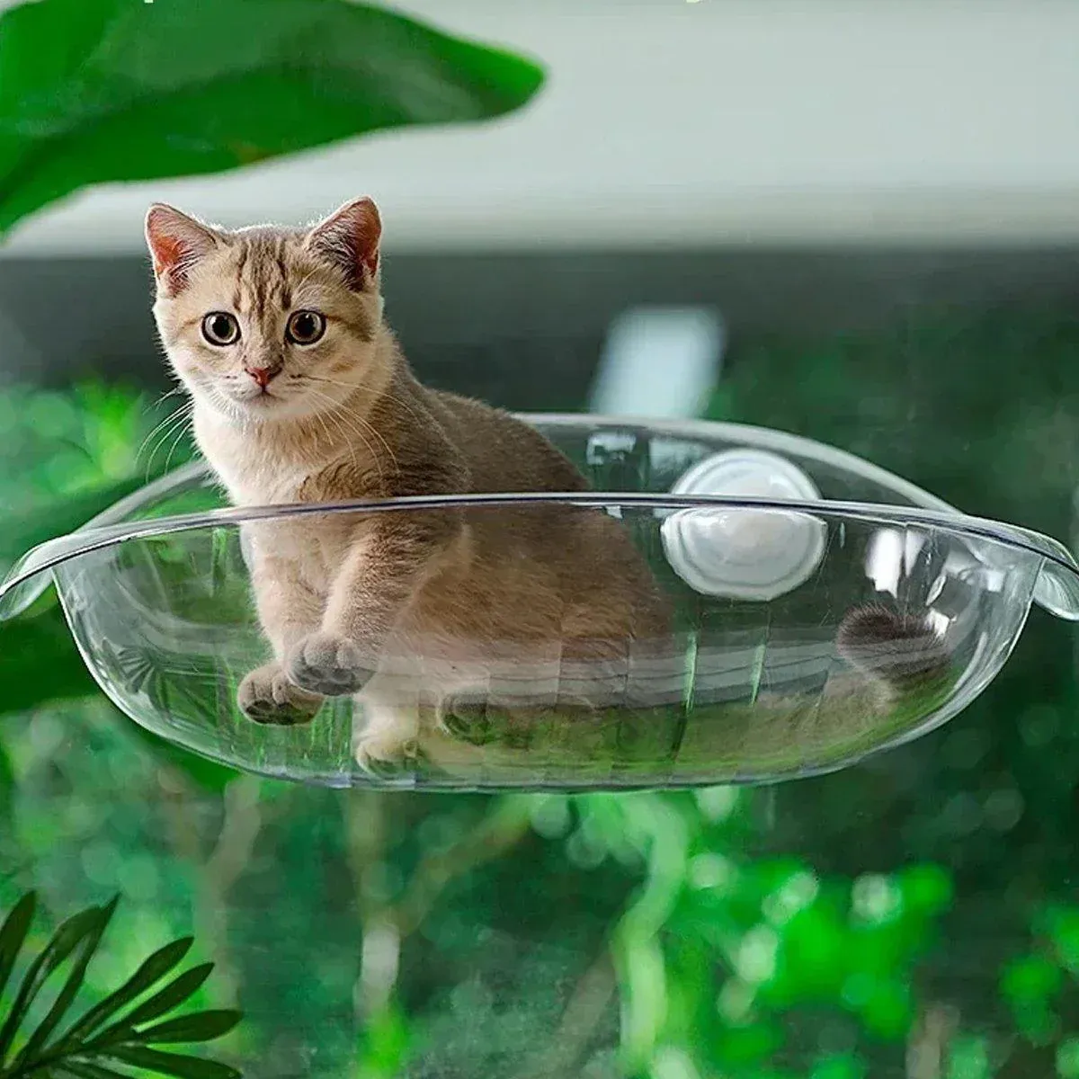Cat Hammock Bed Glass Hanging Basket White - Image 14