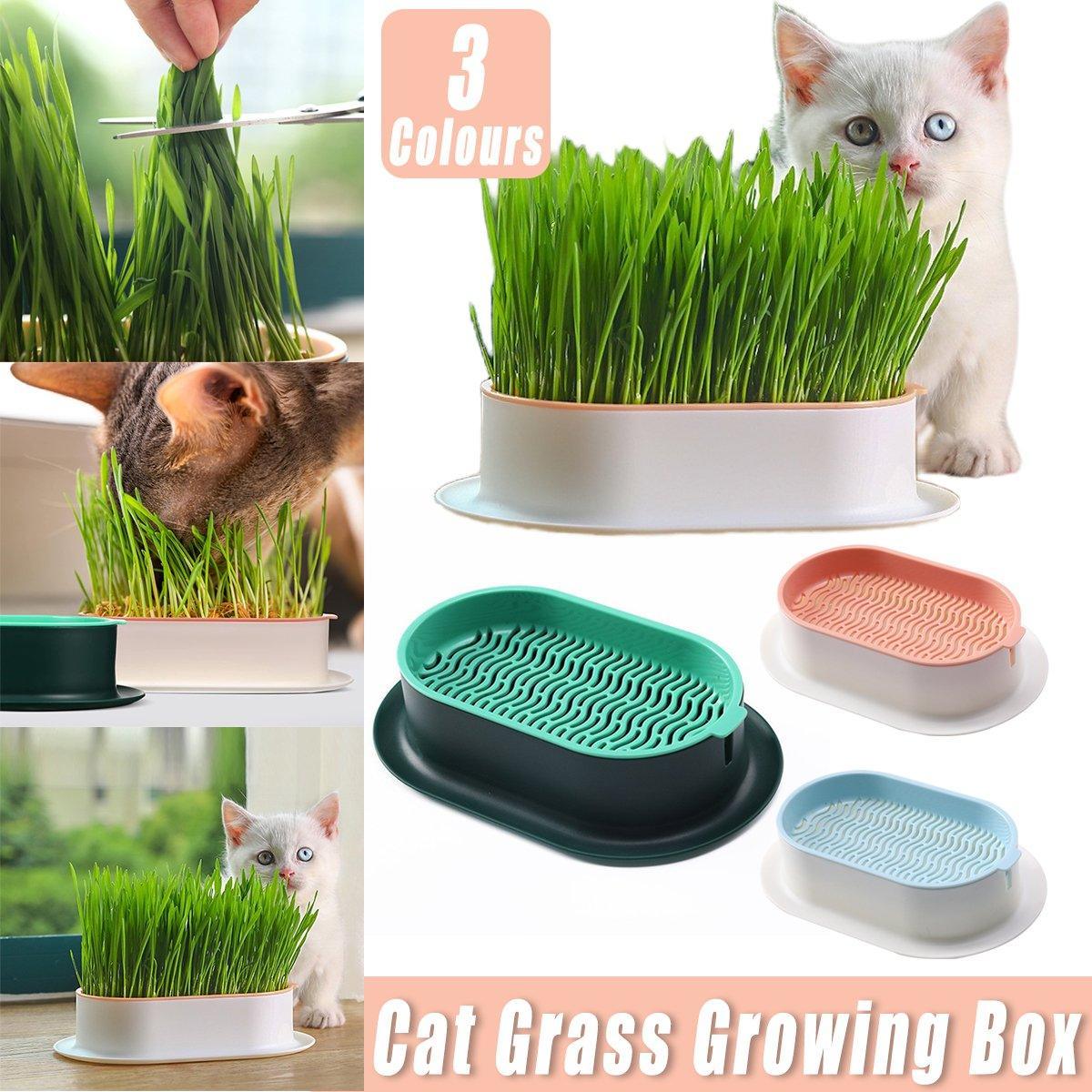 Catnip Hydroponic Box Green