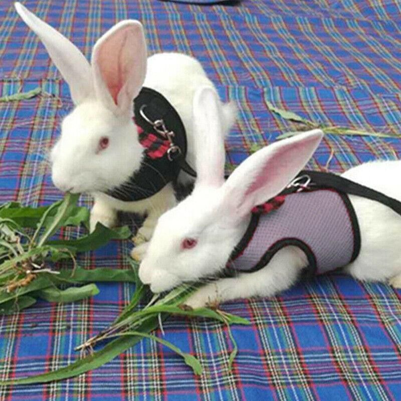 Rabbit Vest Harness Grey S Adjustable - Image 5