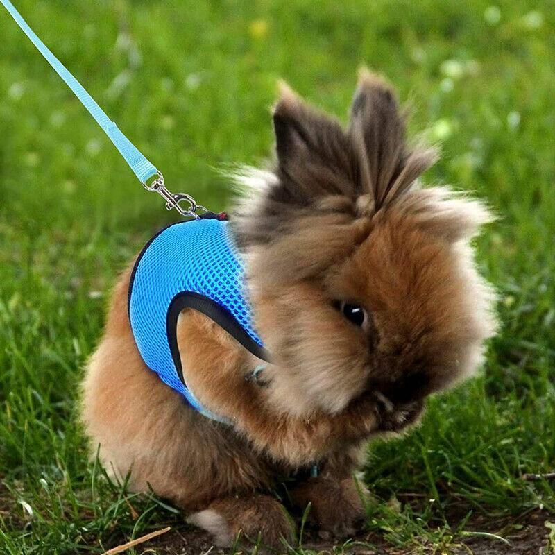 Rabbit Vest Harness Grey S Adjustable - Image 9