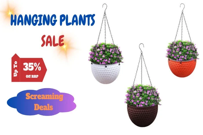 Hanging Plants on Sale